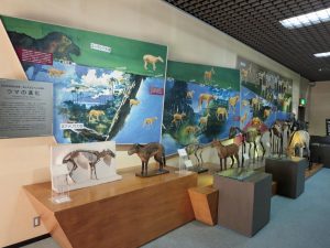 馬の博物館【馬の博物館は収蔵物の整理・移動のため2024年１月28日(日)をもって休館中】の画像02