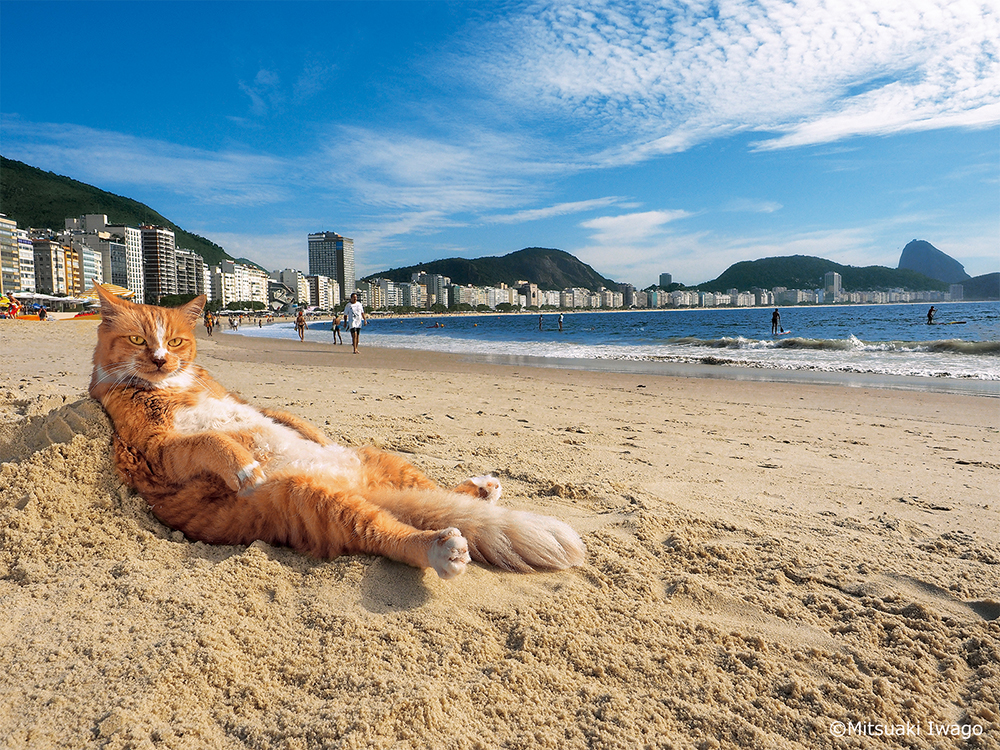 写真展「岩合光昭の世界ネコ歩き２」の画像